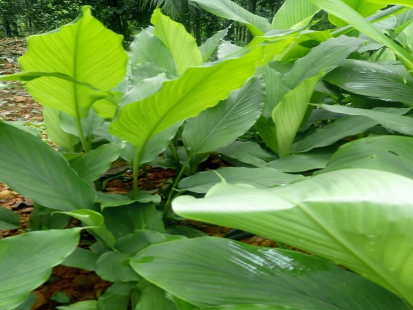 turmaric leaf tambuli recipe