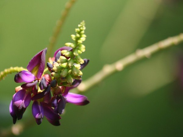 7. ಕುಡ್ಜು (Kudzu (ಸುರಲ್))