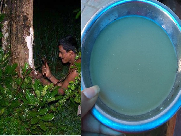 4. ಆಯುರ್ವೇದದಲ್ಲೂ ಹಾಲೇಮರಕ್ಕೆ ಪ್ರಾಶಸ್ತ್ಯ ಇದೆ