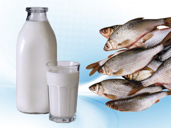 3. ಮೀನು ತಿಂದ ಮೇಲೆ ಹಾಲು ಕುಡಿಯಬೇಡಿ 