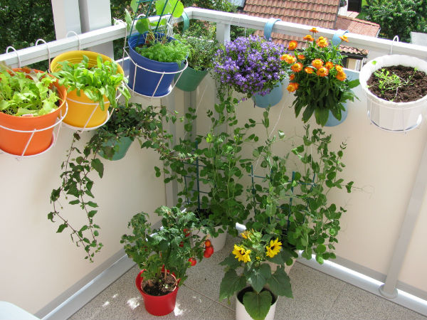 ಗಾರ್ಡನಿಂಗ್ ಟಿಪ್ಸ್