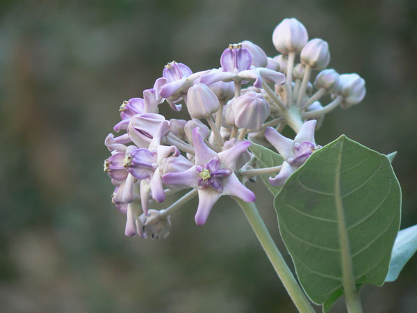 ಎಕ್ಕೆಯ ಹೂ ಎಕ್ಕೆಯ ಹೂ