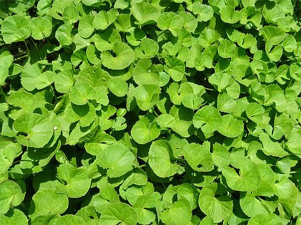 5. ಬ್ರಾಹ್ಮಿ