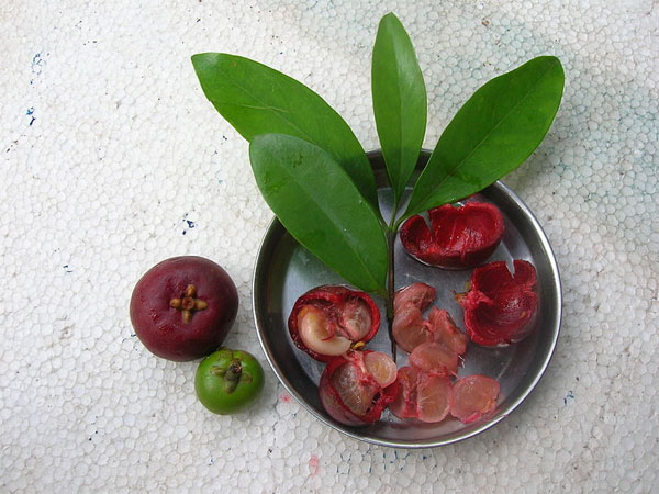 Kokum juice 