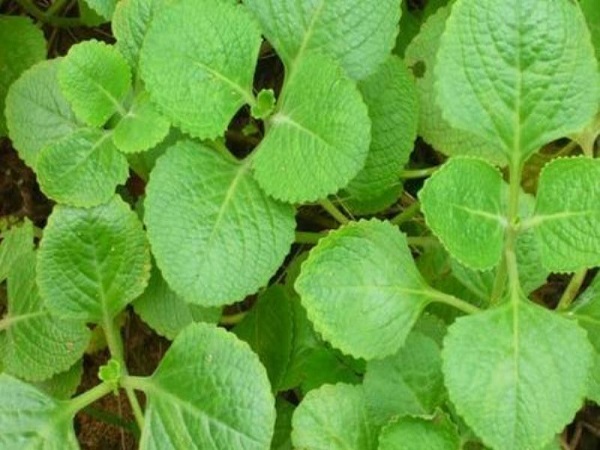 ದೊಡ್ಡಪತ್ರೆ ಬೆಳೆಯಲು ಕಾರಣವಿದೆ..