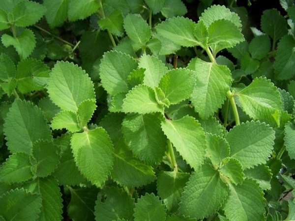 ಹಲವು ರೋಗಗಳಿಗೆ ದಿವ್ಯೌಷಧಿ