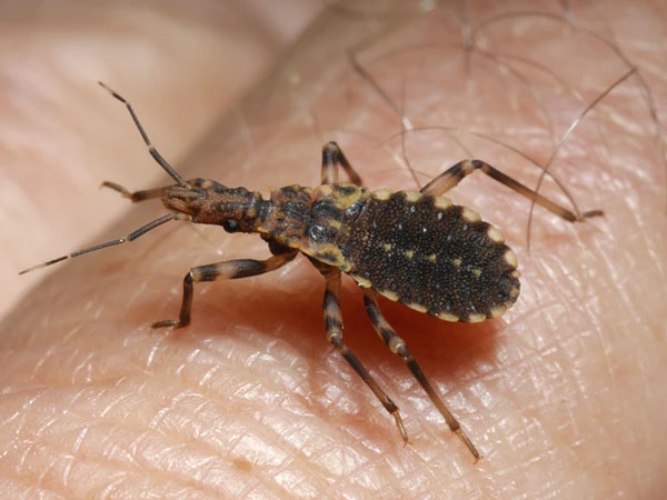  ಕಾಂಗೋ ಜ್ವರದ ಲಕ್ಷಣಗಳು