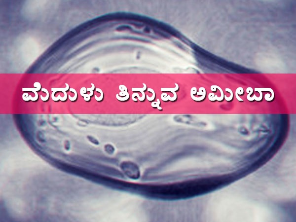 ಅಮೆರಿಕದಲ್ಲಿ ಹೆಚ್ಚಾಗುತ್ತಿದೆ ಈ ಅಮೀಬಾ ಭೀತಿ