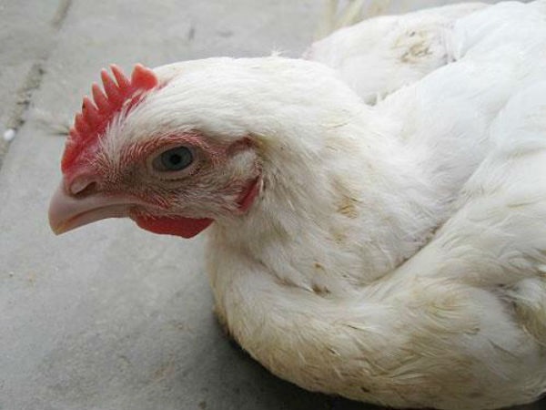 ಹಕ್ಕಿನ ಜ್ವರಕ್ಕೆ ಚಿಕಿತ್ಸೆಯೇನು?