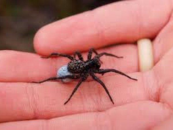 ಎಲ್ಲಿ ಕಂಡುಬರುತ್ತವೆ?: ಎಲ್ಲಿ ಕಂಡುಬರುತ್ತವೆ?: