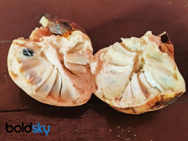 ರೋಗ ನಿರೋಧಕ ಶಕ್ತಿ ಹೆಚ್ಚಿಸುತ್ತದೆ ರೋಗ ನಿರೋಧಕ ಶಕ್ತಿ ಹೆಚ್ಚಿಸುತ್ತದೆ