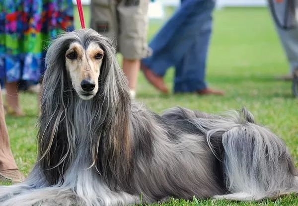 9. ಅಮೆರಿಕದಲ್ಲಿ ಪ್ರಾಣಿಗಳ ಜೊತೆ ವ್ಯಾಲೆಂಟೈನ್ಸ್ ಡೇ ಸೆಲೆಬ್ರೇಶನ್ : -