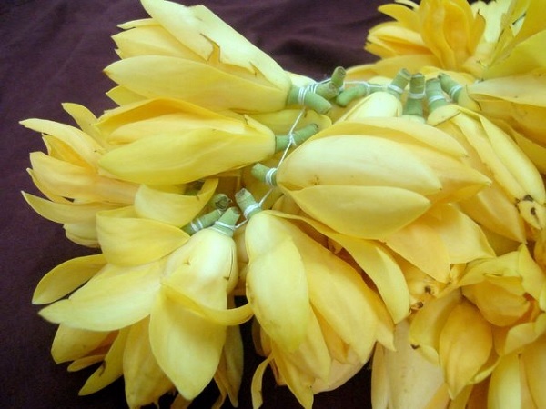 ಕೇದಿಗೆ ಮತ್ತು ಸಂಪಿಗೆ ಹೂ: