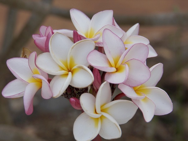 ಚಂಪಾ, ಕೇದಗೆ ಹೂ ಬಳಸಬಾರದು