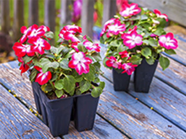 4) ಬೆಗೊನಿಯಾಸ್: