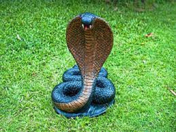 10. ಹಣ್ಣಿನ ಮರ, ಇಲಿ, ಏಡಿ, ಹೆಡೆ ಎತ್ತಿದ ಹಾವು