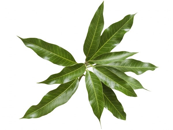 ಮಾವಿನ ಎಲೆ