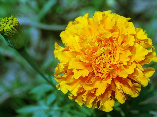 ಚೆಂಡು ಹೂವು: