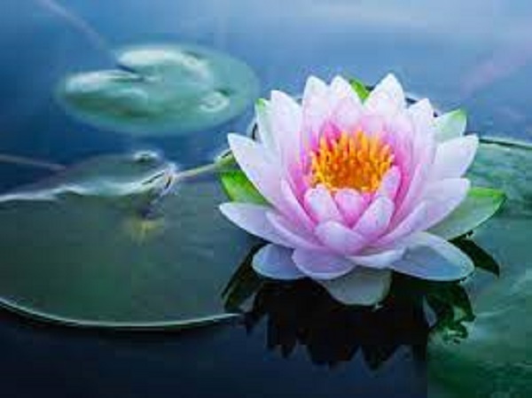 5. ನೆಲ್ಲಿಕಾಯಿ ಮರ, ಕಮಲ ಹೂ ಮತ್ತು ಕಿವಿಯೋಲೆಗಳನ್ನು ಧರಿಸುವುದು