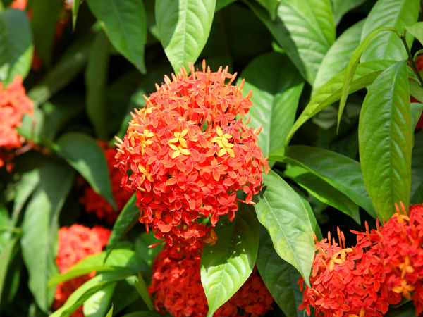 ಚೇಪುಲು ಮತ್ತ ಕಣಗಿಲೆ ಹೂವು: