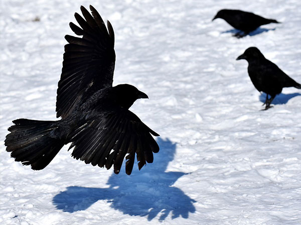 Crow Superstitions in India : Crow Sound and Sighting Beliefs in Hindu Religion in Kannada