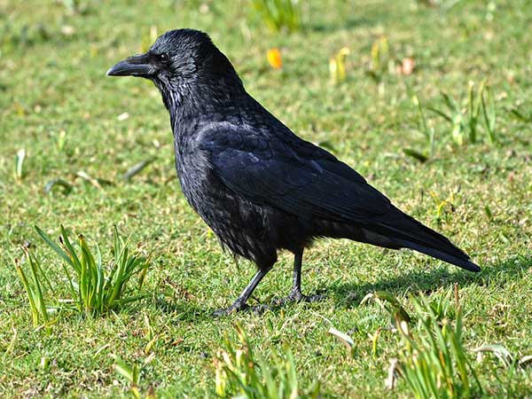 Crow Superstitions in India : Crow Sound and Sighting Beliefs in Hindu Religion in Kannada