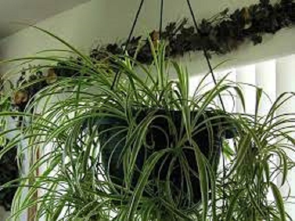 7. ಸ್ಪೈಡರ್ / ಹಾವಿನ ಸಸ್ಯಗಳು / ಕ್ಲೋರೊಫೈಟಮ್ ಕೊಮೊಸಮ್