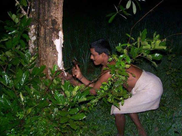 ಪಾಲೆ ಮರದ ತೊಗಟೆ ತೆಗೆಯುವ ಕ್ರಮ: