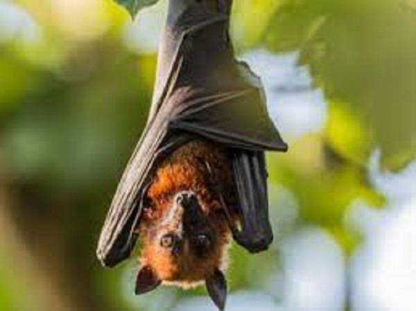 ಬಾವಲಿಯಿಂದ ಮುನುಷ್ಯರಿಗೆ ಹಾಗೂ ಮನುಷ್ಯರಿಂದ -ಮನುಷ್ಯರಿಗೆ ಹರಡುವುದು