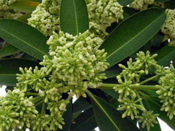 ಕಷಾಯದ ತಯಾರಿ ಹೇಗೆ?: