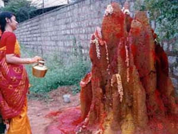 ಹುತ್ತಕ್ಕೆ ನಾಗ ಪಂಚಮಿ ಪೂಜೆ