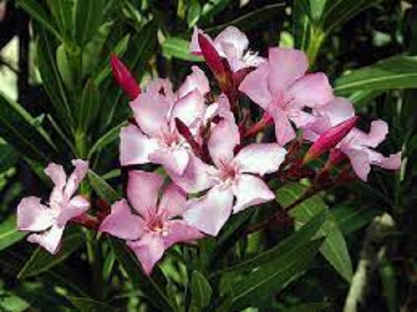 ಕೆಂಪು ಒಲಿಯಾಂಡರ್