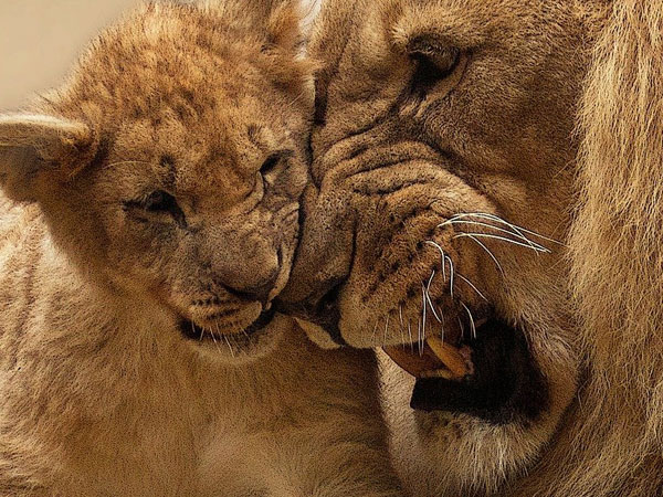 ಸಿಂಹದ ಕುರಿತ ಆಸಕ್ತಿಕರ ಸಂಗತಿಗಳು