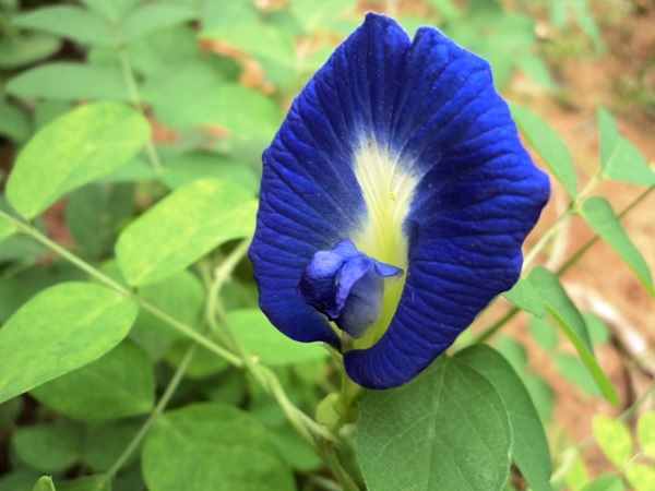 ನಿತ್ಯ ಮಲ್ಲಿಗೆ: