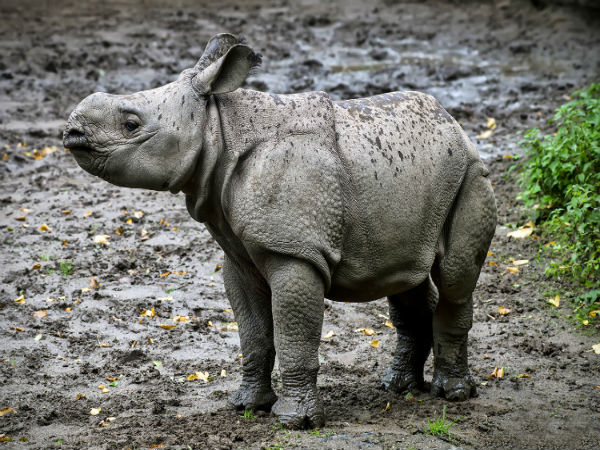 ವಿಶ್ವ ಘೇಂಡಾಮೃಗ ದಿನದ ಮಹತ್ವ: