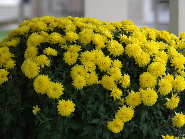 ಚೆಂಡುಹೂ: