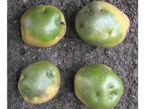 ಆಲೂಗಡ್ಡೆ: ಆಲೂಗಡ್ಡೆ: