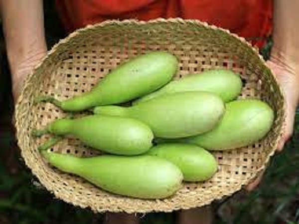 ಸೋರೆಕಾಯಿ ಹಸಿ ತಿನ್ನುವುದು ಒಳ್ಳೆಯದಾ, ಬೇಯಿಸಿ ತಿನ್ನುವುದು ಒಳ್ಳೆಯದಾ?