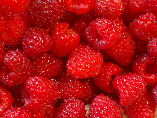 ಕೆಂಪು ರಾಸ್ಪೆಬರಿ ಎಲೆ ಕೆಂಪು ರಾಸ್ಪೆಬರಿ ಎಲೆ