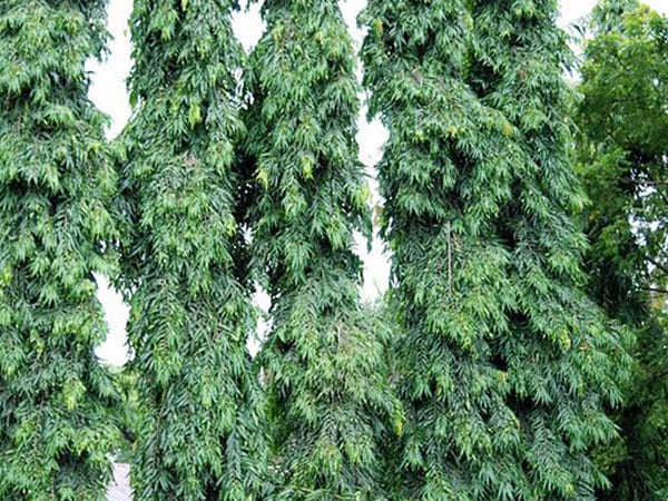 5. ಮುಖ್ಯ ದ್ವಾರದ ಬಳಿ ಅಶೋಕ ಮರಗಳಿರಲಿ: