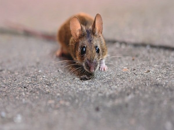 ಲಸ್ಸ ವೈರಸ್