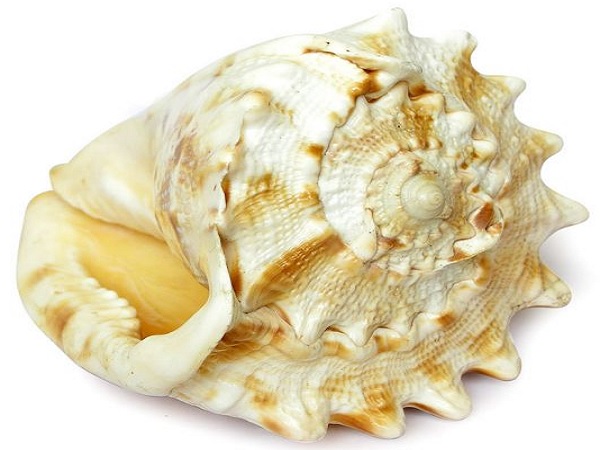 ಶಂಖದಿಂದ ನೀರು: