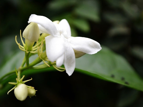 ಮಲ್ಲಿಗೆ ಹೂ: