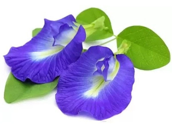 ಶಂಖ ಪುಷ್ಪ