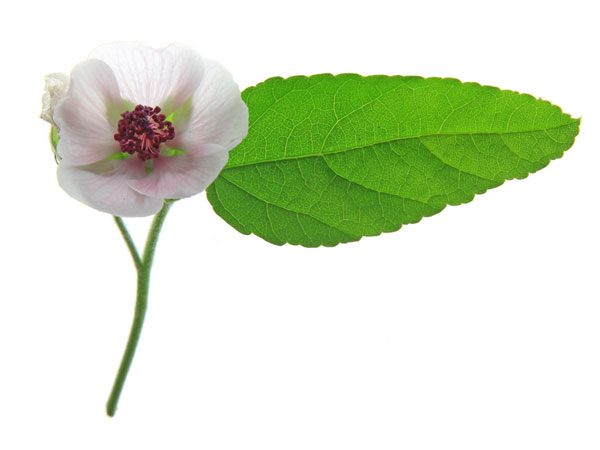 ಶೀತ, ಕೆಮ್ಮಿಗೆ ರಾಮಬಾಣ