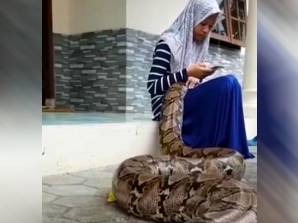 small girl playing with huge python