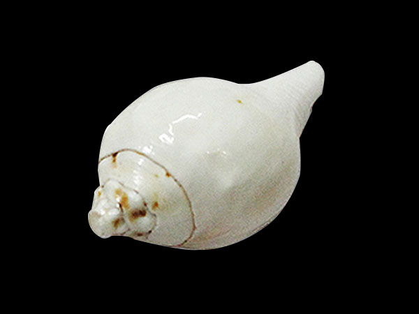 Rules while Blowing Shank and Things to Know While Keeping Conch Shell at Home