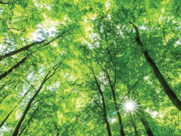 ಹಸಿರು ಬಣ್ಣ