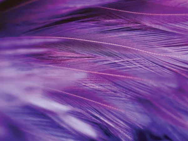 ಪರ್ಪಲ್‌(ನೇರಳೆ)