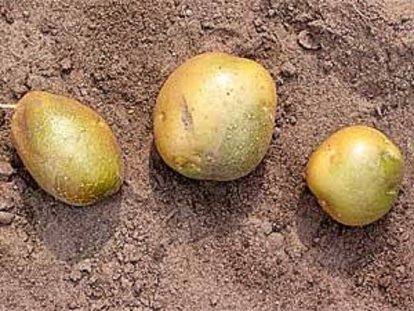 ಹಸಿರು ಆಲೂಗಡ್ಡೆ ತಿನ್ನಲು ಸುರಕ್ಷಿತವಾಗಿದೆಯೇ?: